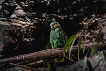 green and yellow parrot alone in three