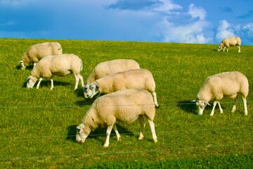 Obraz na płótnie Canvas sheep and lambs