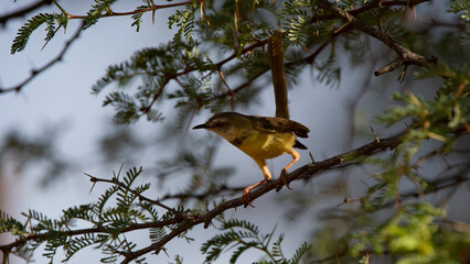 Black-chested Prinia (Prinia flavicans) Kgalagadi Transfrontier Park, South Africa