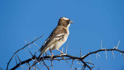 White-browed Sparow-weaver (Plocepasser mahali), Kgalagadi transfrontier park, South Africa