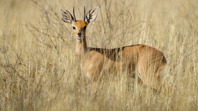 Steenbok ( Raphicerus campestris) Kgalagadi Transfrontier Park, South Africa