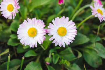 Daisy flower or Bellis perennis, English daisy or Meadow daisy or Lawn daisy on a green grass. Herbaceous perennial plant with large white and pink pompon. Evening light, selective focus © Anna Skliarenko