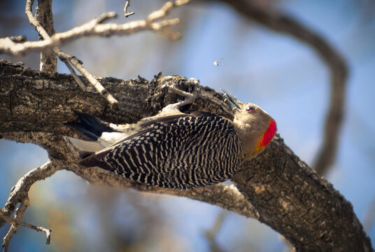 P&aacute;jaro carpintero.
Conocidos como p&iacute;cidos  son una gran familia de aves del orden de las Piciformes que incluye 218 especies conocidas popularmente como p&aacute;jaros carpinteros.