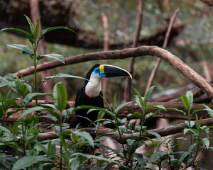 toucan on a tree