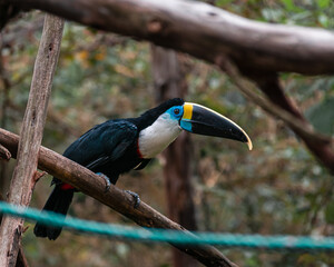 toucan on a branch