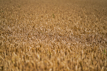 Grains in the field before harvest