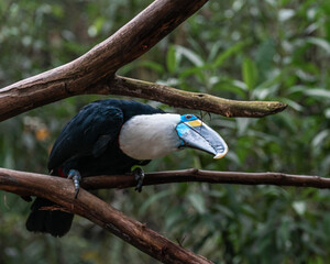 blue and yellow toucan