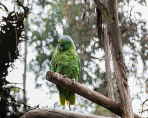 green winged macaw