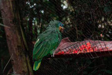 green winged macaw