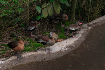 ducks on the water