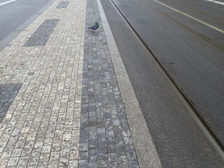 tram line railway on a street