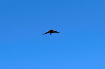 Australian Magpie (Gymnorhina tibicen)