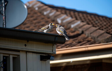 Australian Noisy Miner (Manorina melanocephala)