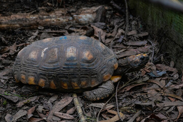 turtle in the grass