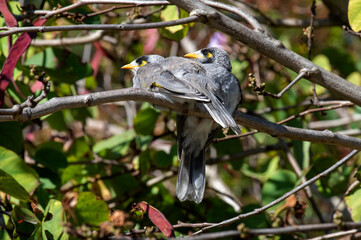 Australian Noisy Miner (Manorina melanocephala)