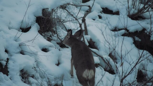 A young deer climbing snowy hill to reach for food in the winter forest. Slow motion. 