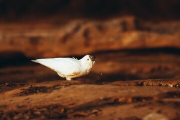 White cockatoo (Cacatua alba) drinking water