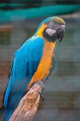 A parrot in a cage. colorful parrot. parrot in Ukraine colors