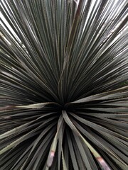 Spiky! 