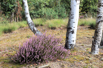 purple moor in the cross border park the Zoom and Kalmthout heath in Belgium, the Netherlands