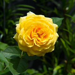 Beautiful yellow rose in summer garden.
