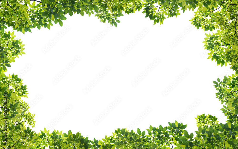Wall mural frame of green leaves on background with center space