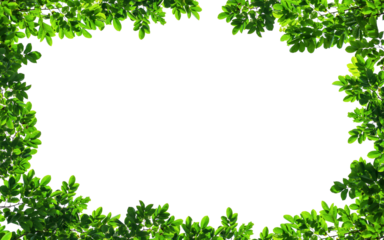Frame of green leaves on background with center space