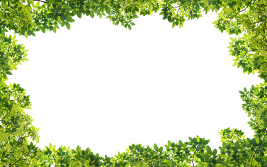 Frame of green leaves on background with center space