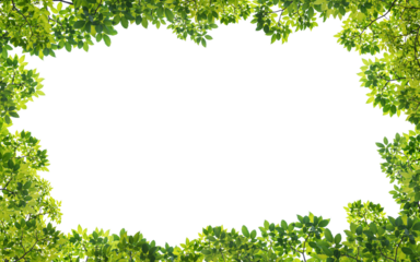 Frame of green leaves on background with center space
