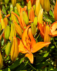 Lilium bulbiferum, azucena anaranjada, orange lily