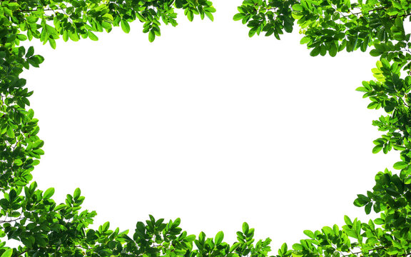 Fototapeta Frame of green leaves on background with center space