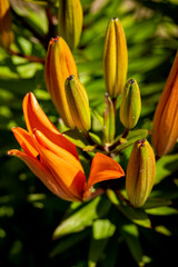Obraz premium Lilium bulbiferum, azucena anaranjada, orange lily