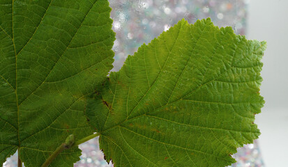 Leaf of a deciduous tree