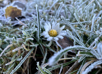 Gänseblümchen mit Raureif an einem frostigen Morgen © Michael Thaler