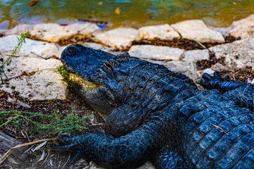 portrait alligator on the ground