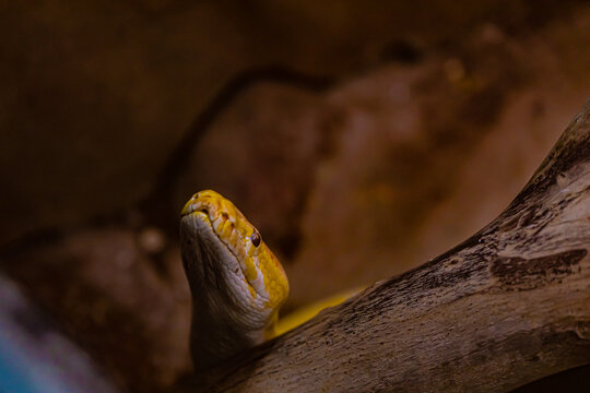 yellow python portrait close up