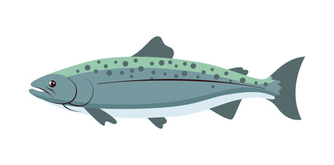 Salmon whole red fish, vector illustration isolated on white background. Blue element. Realistic seafood product, sushi ingredient, healthy nutrition.