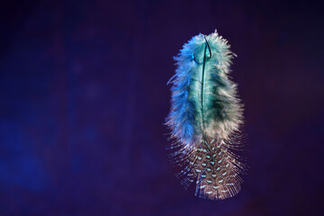 Bird feather as a background image with a lot of bright colors and structure