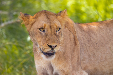 Female Lion