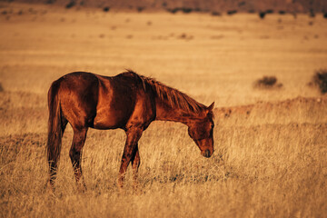 Namibisches Wildpferd läuft mit gesenktem Haupt über die Ebene im Licht der untergehenden Sonne...