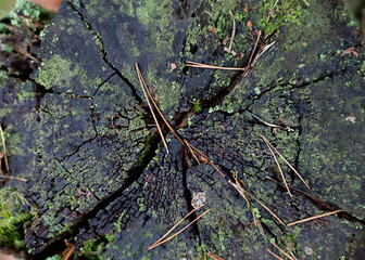 Forest old tree stump texture with green moss close up	