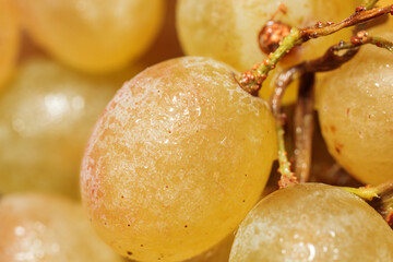 yellow grape berry with water drops close-up