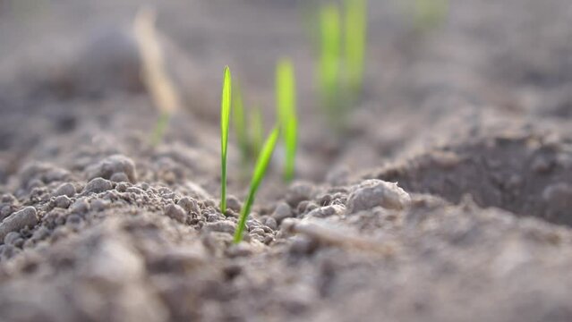 First winter wheat sprouts in late autumn on sunset. Young wheat sprouts, close-up. Young green sprouts line. Fertile agricultural land. field of young wheat, barley, rye.