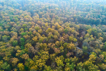 Obraz premium Aerial view of colorful autumn forest in the fog. Trees with yellow and green foliage. Drone point of view. Pattern.