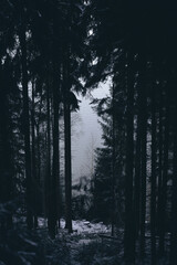 Fototapeta premium Vertikale Aufnahme von einem See fotografiert durch einen oberhalb gelegenen Wald 