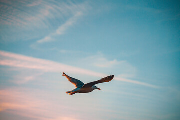 Eine Möwe fliegt in sehr schönem Abendrot umher