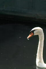 Detail Shot of a Swan 