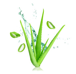Aloe vera plant isolated on white or transparent background. Aloe Vera plant and splash of juice or...