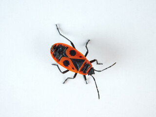 European Firebug on a white background. Pyrrhocoris apterus  