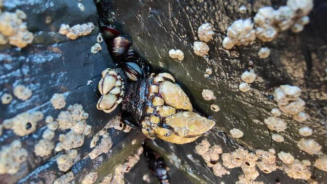 Macro shot of Pollicipes pollicipes or goose barnacle are filter-feeding crustaceans that live attached to hard surfaces of rocks and flotsam in the ocean intertidal zone. Maritime life. Expensive sea